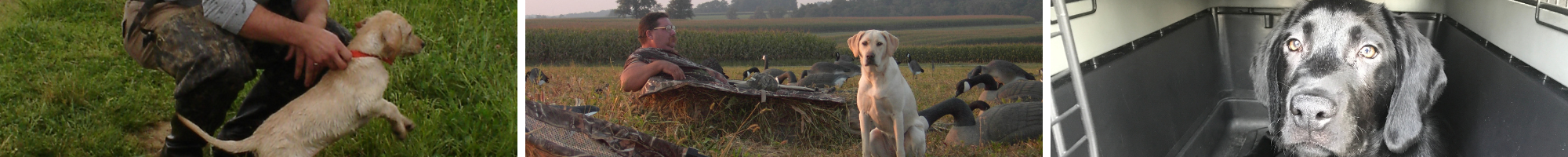 Labrador Retriever