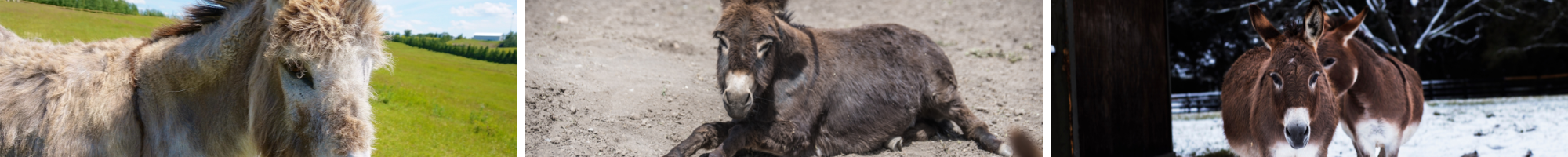 Mini Donkeys