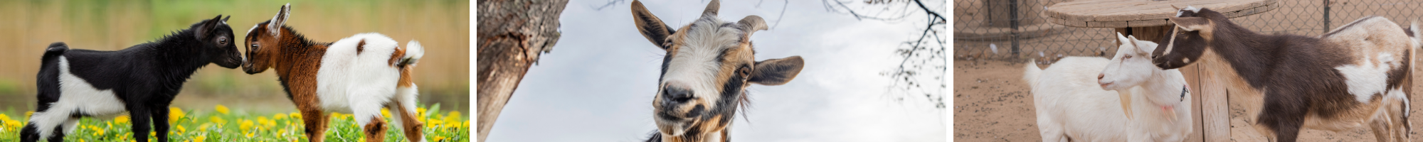 Nigerian Dwarf Goats