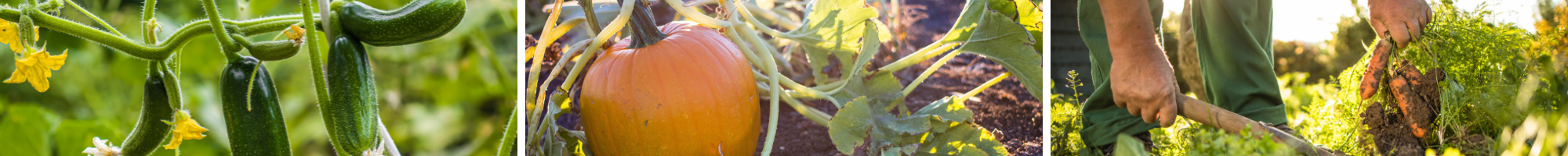 Regenerative Vegetables